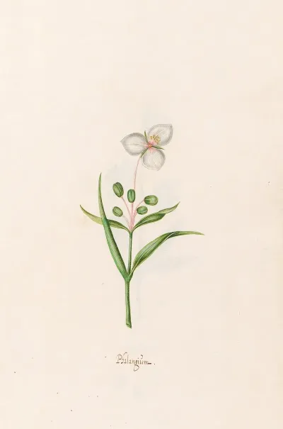 Phalangium