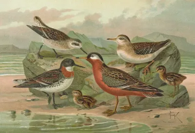 Phalaropus Fulicarius Phalaropus Lobatus