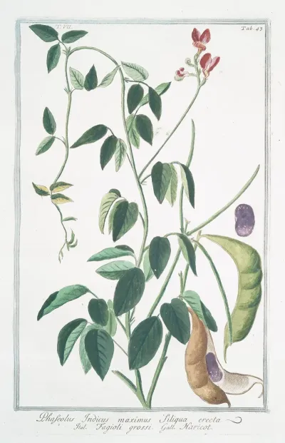 Phaseolus Indicus Maximus Siliqua Erecta Fagioli Grossi Haricot Indian Kidney Bean