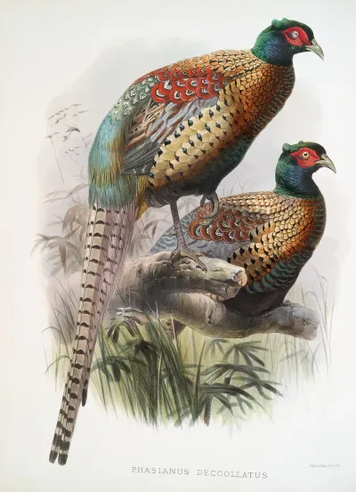 Phasianus Deccollatus 2