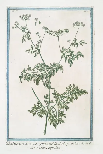 Phellandrium Cicutaria Palustris Cicutaria Aquatica Water Dropwort Fine Leaved Water Hemlock