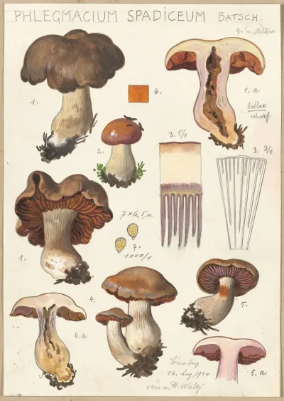Phlegmacium Spadiceum Batsch