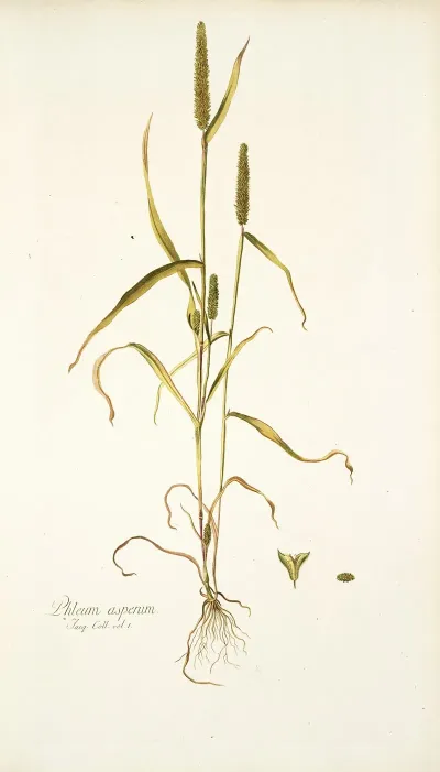Phleum Asperum