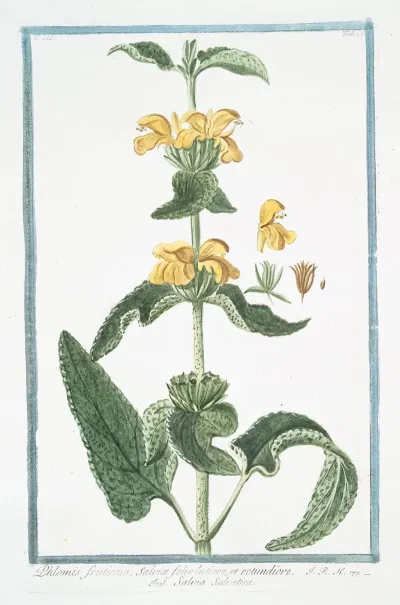 Phlomis Fruticosa Salviae Folio Latiore Et Rotundiore Salvia Salvatica Jerusalem Sage