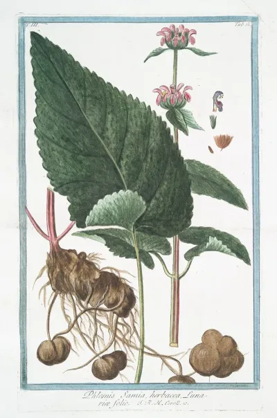 Phlomis Samia Herbacea Lunariae Folio Sage