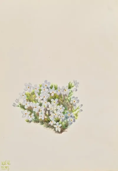 Phlox Phlox Caespitosa