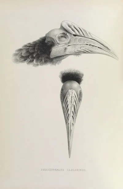 Pholidophalus Casuarinus