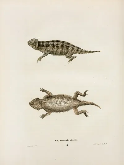 Phrynosoma Douglassii