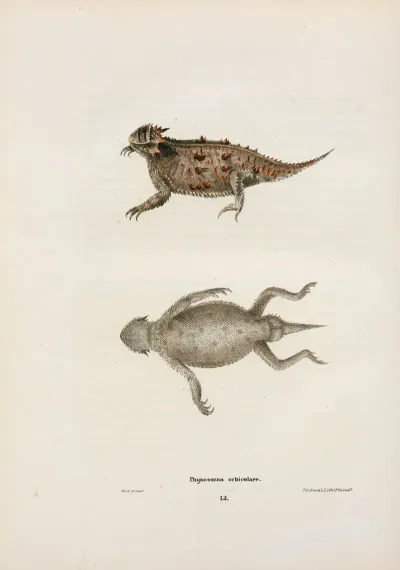 Phrynosoma Orbiculare