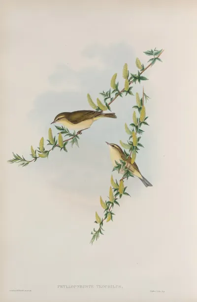 Phyllopneuste Trochilus Willow Wren