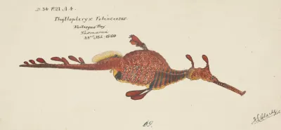 Phyllopteryx Taeniolatus
