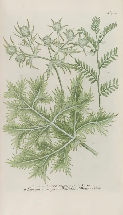 Phytanthoza Iconographia Pl 207