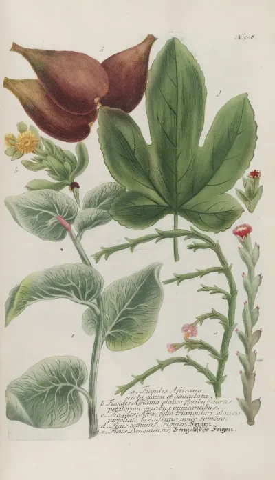 Phytanthoza Iconographia Pl 231