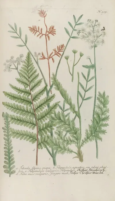 Phytanthoza Iconographia Pl 232