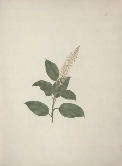 Phytolacca Dodecandra Lherit Pokeberry
