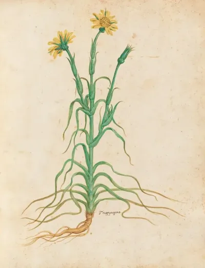 Piante Varie Pl 18