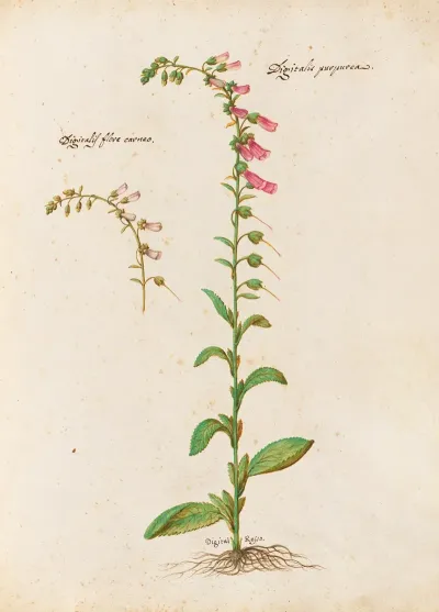 Piante Varie Pl 21