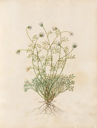 Piante Varie Pl 36