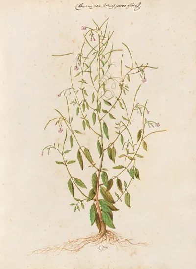 Piante Varie Pl 48
