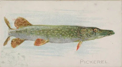 Pickerel