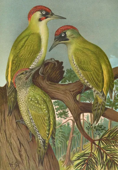Picus Viridis