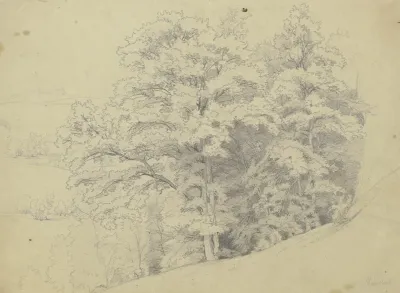Piece Of A Forest On A Slope