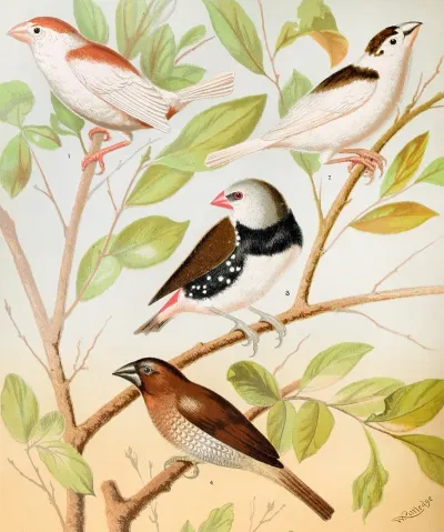 Pied Mannkins Diamond Sparrow Nutmeg Or Spice Bird