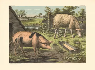 Pig And Sheep