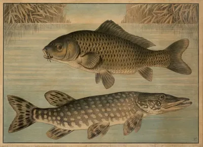 Pike And Carp