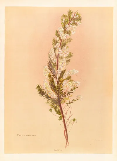 Pimelea Prostrata