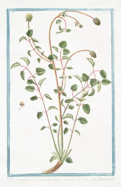 Pimpinella Sanguisorba Major Hirsuta Pimprenelle