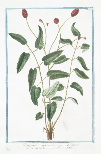 Pimpinella Sanguisorba Major Pimpinella Pimprenelle Salad Burnet Burnet Saxifrage