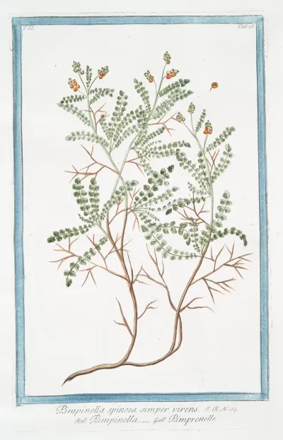 Pimpinella Spinosa Semper Virens Pimpinella Pimprenelle