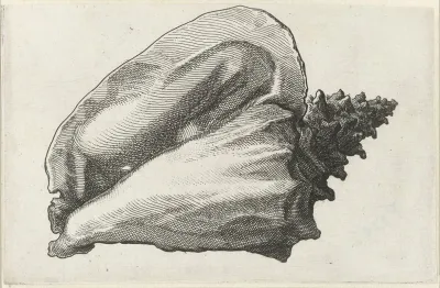 Pink Conch Strombus Gigas