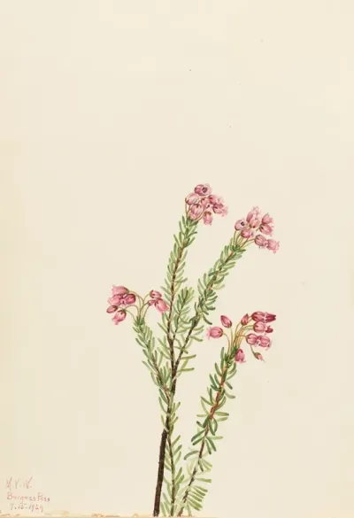 Pink Mountain Heather Phyllodoce Empetriformis