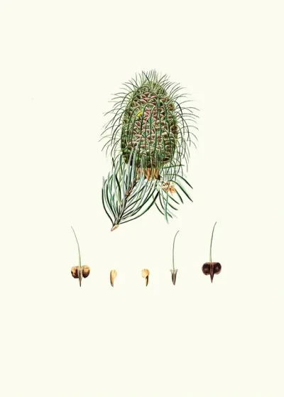 Pinus Bracteata Leaf Bracted Fir