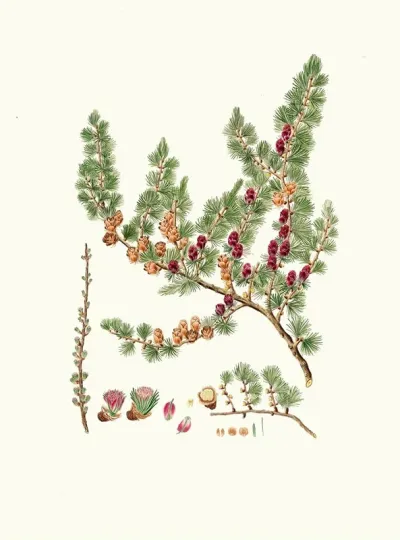 Pinus Microcarpa Red Larch