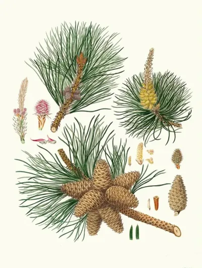 Pinus Rigida Three Leaved Virginian Pine