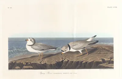 Piping Plover