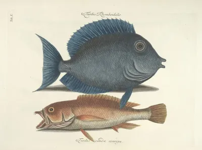 Piscium Serpentum Insectorum Aliorumque Nonnullorum Animalum Nec Non Plantarum Quarundam Imagines Pl 010