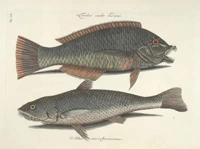 Piscium Serpentum Insectorum Aliorumque Nonnullorum Animalum Nec Non Plantarum Quarundam Imagines Pl 012