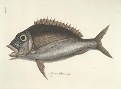 Piscium Serpentum Insectorum Aliorumque Nonnullorum Animalum Nec Non Plantarum Quarundam Imagines Pl 016