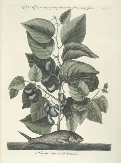 Piscium Serpentum Insectorum Aliorumque Nonnullorum Animalum Nec Non Plantarum Quarundam Imagines Pl 024