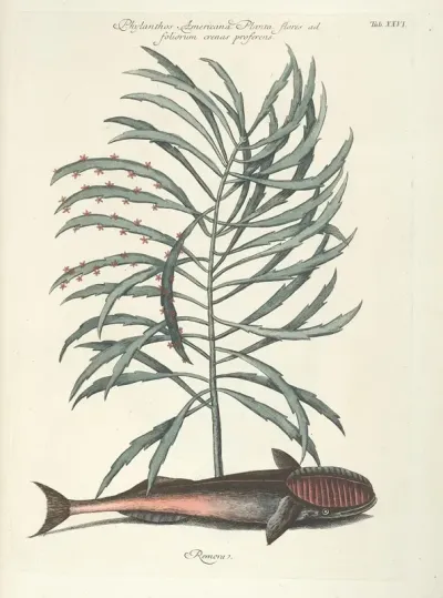 Piscium Serpentum Insectorum Aliorumque Nonnullorum Animalum Nec Non Plantarum Quarundam Imagines Pl 026