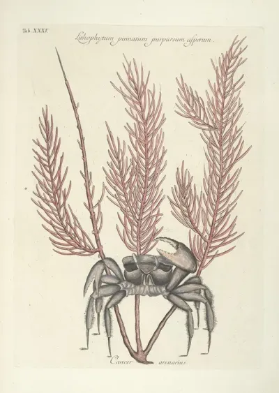 Piscium Serpentum Insectorum Aliorumque Nonnullorum Animalum Nec Non Plantarum Quarundam Imagines Pl 035