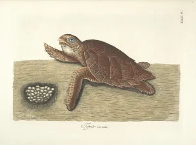Piscium Serpentum Insectorum Aliorumque Nonnullorum Animalum Nec Non Plantarum Quarundam Imagines Pl 039