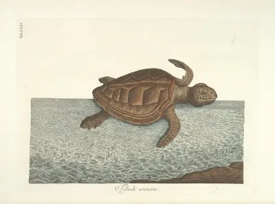 Piscium Serpentum Insectorum Aliorumque Nonnullorum Animalum Nec Non Plantarum Quarundam Imagines Pl 040