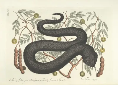 Piscium Serpentum Insectorum Aliorumque Nonnullorum Animalum Nec Non Plantarum Quarundam Imagines Pl 044