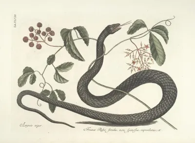 Piscium Serpentum Insectorum Aliorumque Nonnullorum Animalum Nec Non Plantarum Quarundam Imagines Pl 048
