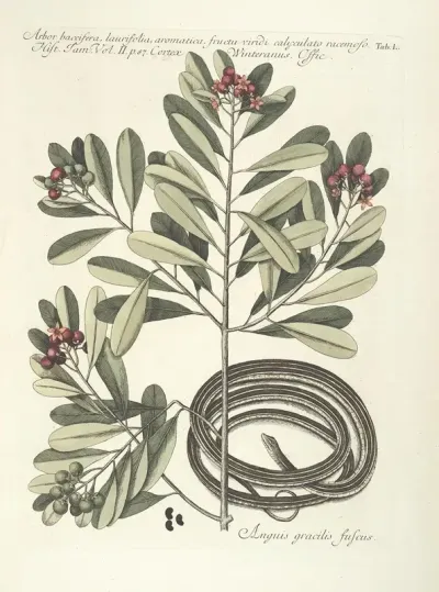 Piscium Serpentum Insectorum Aliorumque Nonnullorum Animalum Nec Non Plantarum Quarundam Imagines Pl 050